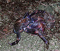 Thumbnail for version as of 01:30, 19 October 2006
