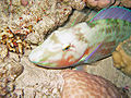 Thumbnail for version as of 03:19, 17 November 2006