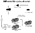 Thumbnail for version as of 04:49, 10 October 2006