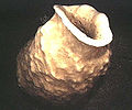 Thumbnail for version as of 19:01, 27 September 2006