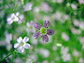 Thumbnail for version as of 02:40, 4 June 2007