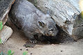 Thumbnail for version as of 08:55, 4 December 2008