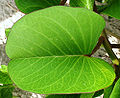 Thumbnail for version as of 22:18, 15 June 2008
