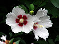 Thumbnail for version as of 02:53, 2 June 2008