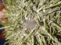 Thumbnail for version as of 23:48, 25 November 2007