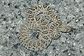 Thumbnail for version as of 02:09, 4 January 2008