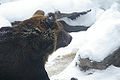 Thumbnail for version as of 06:27, 24 December 2006