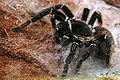 Thumbnail for version as of 20:25, 20 October 2006