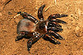 Thumbnail for version as of 04:02, 20 October 2006