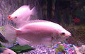 Thumbnail for version as of 16:38, 13 November 2006