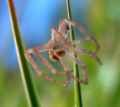 Thumbnail for version as of 07:37, 25 October 2006