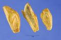Thumbnail for version as of 19:44, 3 May 2007