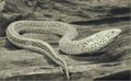 Thumbnail for version as of 23:17, 20 November 2015