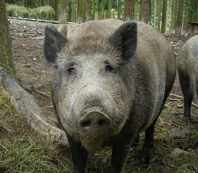 File:Sus scrofa ies.jpg
