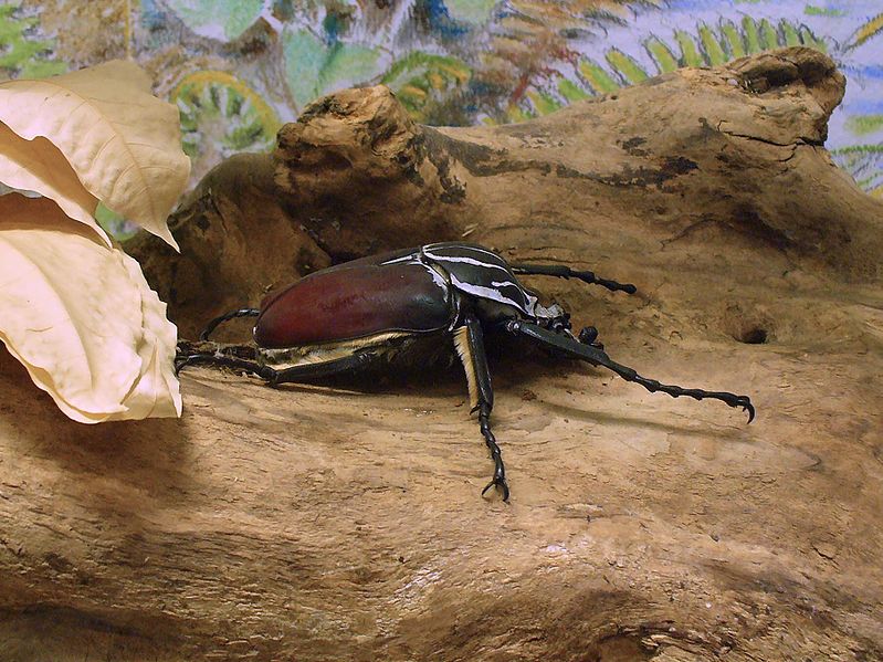 File:Goliath Beetle Main Picture.jpg