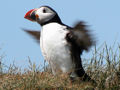 Thumbnail for version as of 20:19, 16 November 2006