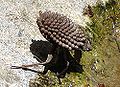 Thumbnail for version as of 03:46, 1 December 2009