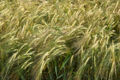 Thumbnail for version as of 19:54, 9 November 2007