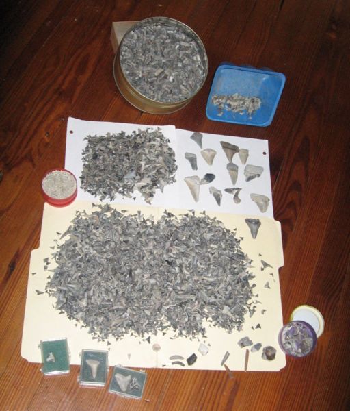 File:Shark teeth.jpg