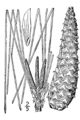 Thumbnail for version as of 20:27, 25 November 2007