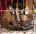 Thumbnail for version as of 04:43, 25 February 2010