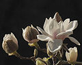 Thumbnail for version as of 06:59, 4 May 2009