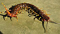 Thumbnail for version as of 03:45, 4 November 2011
