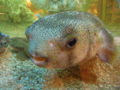 Thumbnail for version as of 21:18, 4 January 2008