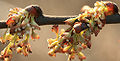 Thumbnail for version as of 05:12, 22 April 2009