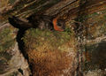 Thumbnail for version as of 04:40, 26 January 2016