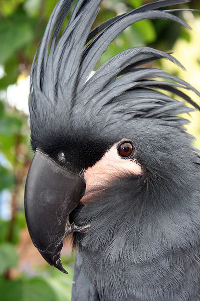 File:Black palm cockatoo.jpg