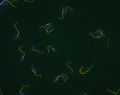 Thumbnail for version as of 05:58, 5 March 2009