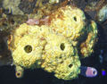 Thumbnail for version as of 03:41, 14 November 2007