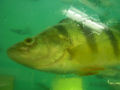 Thumbnail for version as of 01:09, 17 November 2006