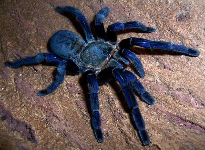 File:Cobalt blue.jpg