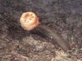 Thumbnail for version as of 19:14, 26 September 2006
