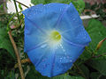 Thumbnail for version as of 22:01, 15 June 2008
