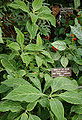 Thumbnail for version as of 00:01, 22 April 2011