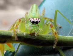 Jumping spider - CreationWiki, the encyclopedia of creation science