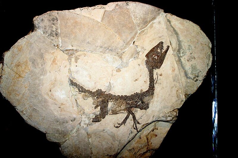 File:9119 - Milano, Museo storia naturale - Scipionyx samniticus - Foto Giovanni Dall'Orto 22-Apr-2007.jpg