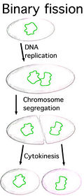 Asexual reproduction - CreationWiki, the encyclopedia of creation science