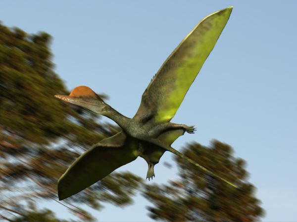 File:Darwinopterus.jpg