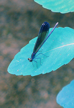 Ebony jewel wing color.jpg