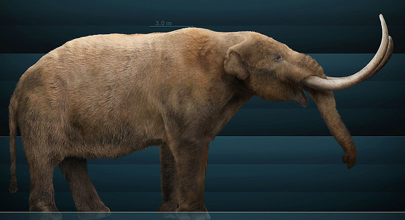 Ficheiro:Mammut americanum Sergiodlarosa.jpg