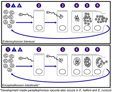 File:Microsporidia LifeCycle.jpg