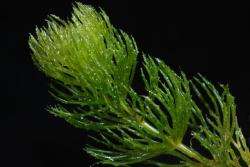 Ceratophyllum demersum.jpg