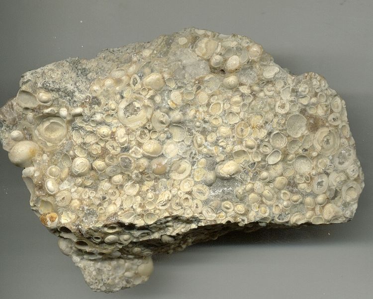 Ficheiro:Oolitic-Limestone.jpg