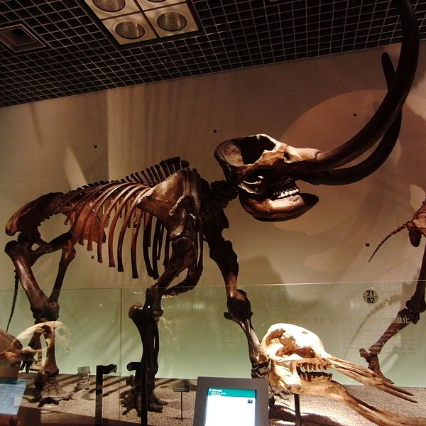 Ficheiro:American mastodon Skelton.jpg