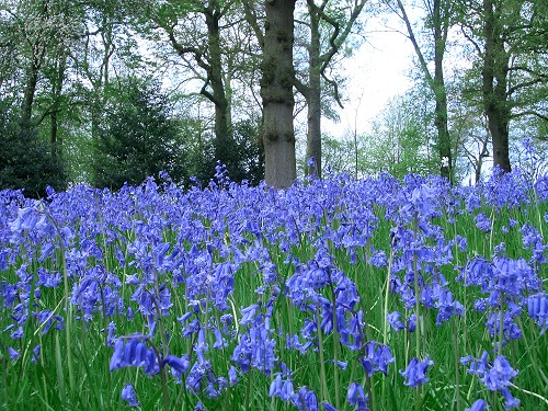 File:Bluebell-7.jpg
