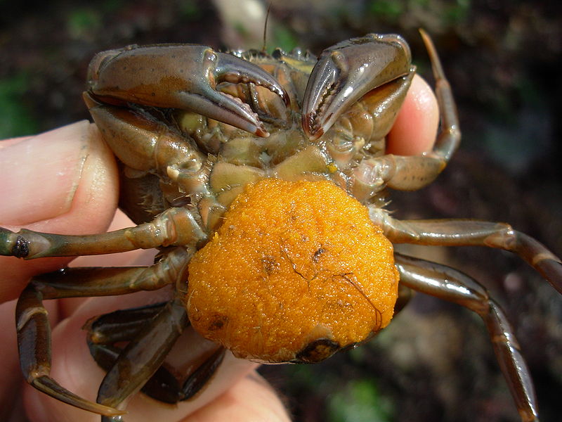 File:Carcinus maenas with eggs.jpg